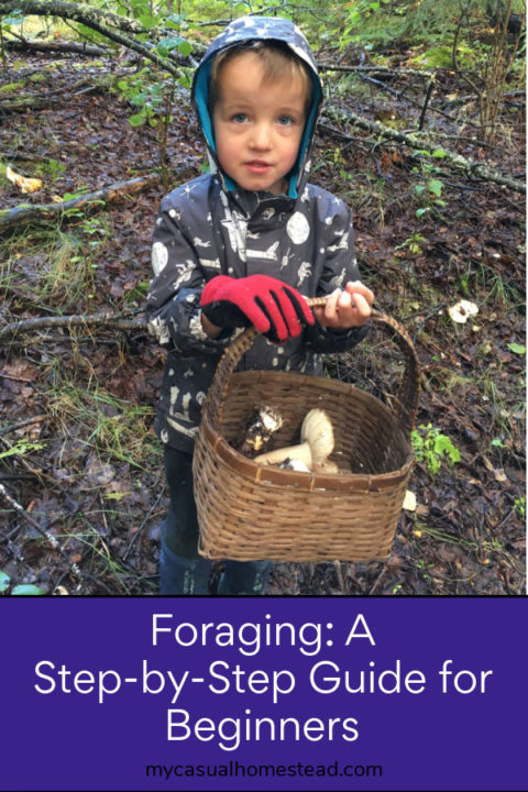 Foraging: A Step-by-Step Guide For Beginners | My Casual Homestead