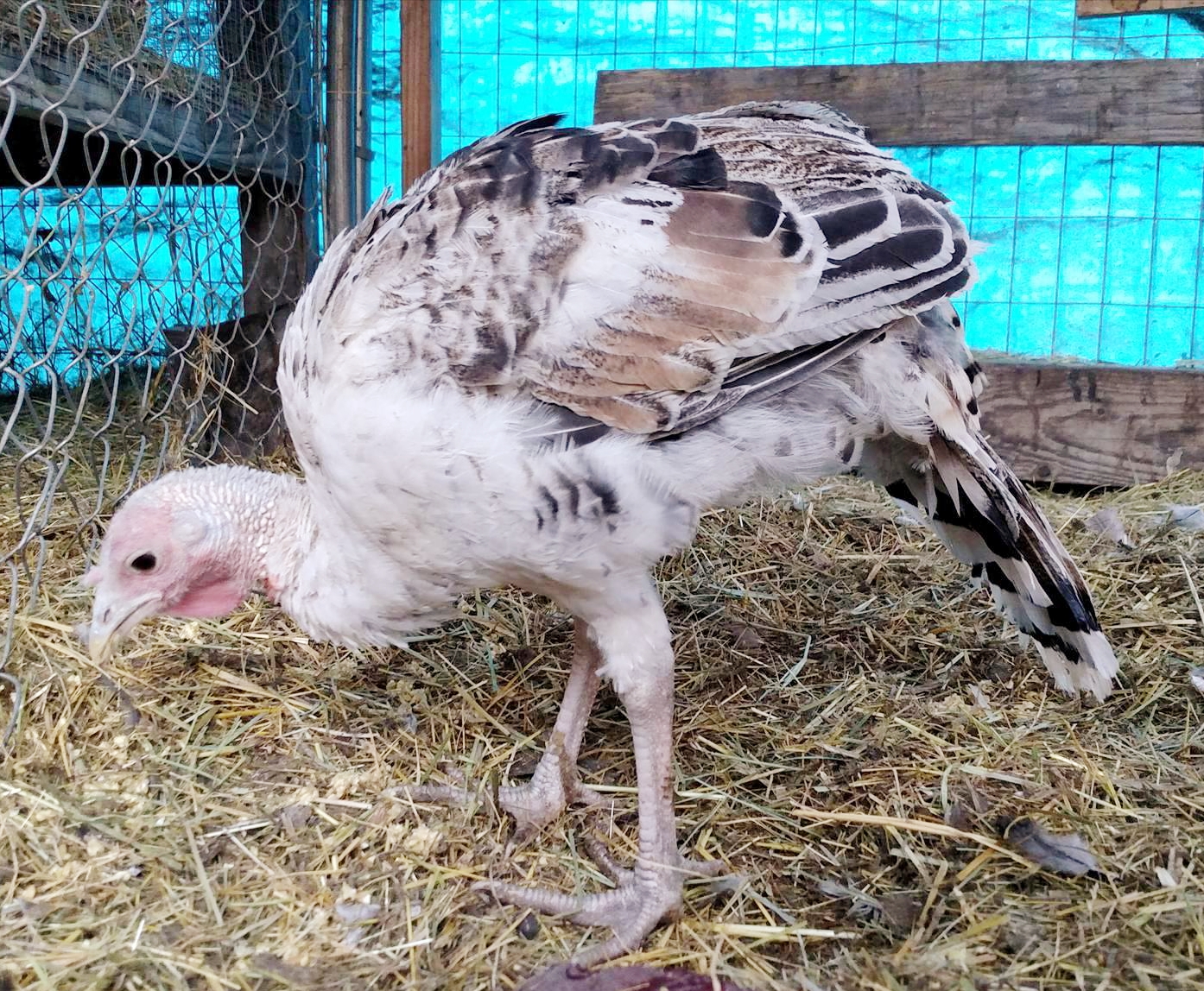 baby turkey My Casual Homestead